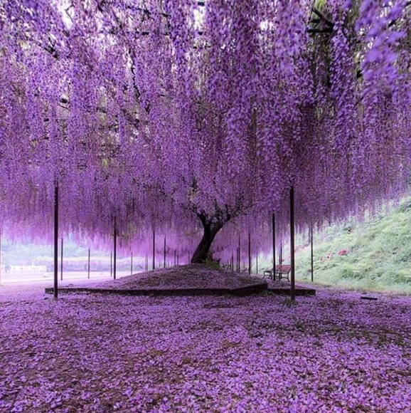 Meet your Posher, Billie jo - Picture 1 of 1